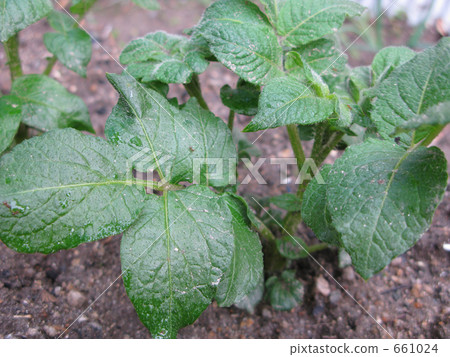 蔬菜_食品 根菜類_芋頭類 土豆 照片 馬鈴薯發芽 首頁 照片 蔬菜_食品