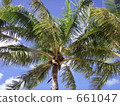 棕櫚樹 661047