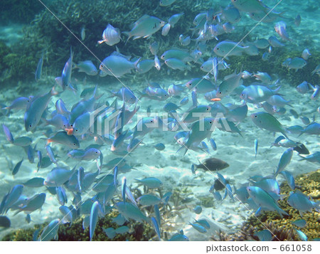 藍綠光鰓魚 661058