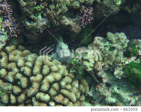 水生的 水下 在水中 661059