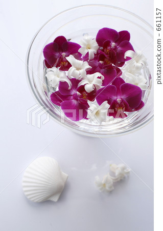 風信子 蝴蝶蘭 肥皂 661157