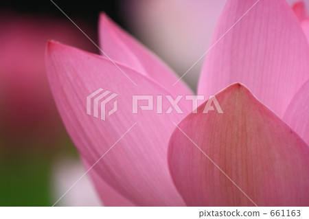 蓮花 661163