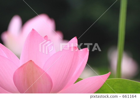 Oga蓮花 661164