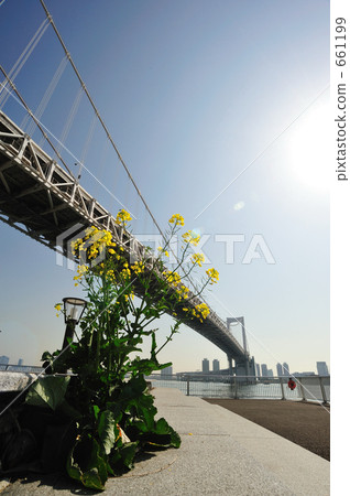 鮮花和彩虹橋 鮮花和彩虹橋 661199