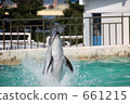 Dolphins and Splashes 661215