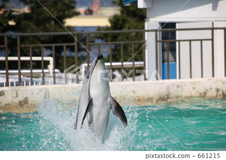 Dolphins and Splashes 661215