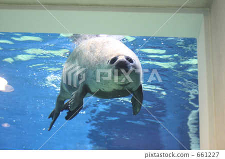 蘆原水族館的海豹 蘆原水族館的海豹 661227