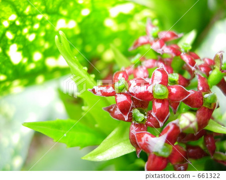 Aoki's flower 661322