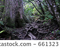 屋久島原始森林 661323