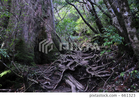 屋久島原始森林 屋久島原始森林 661323