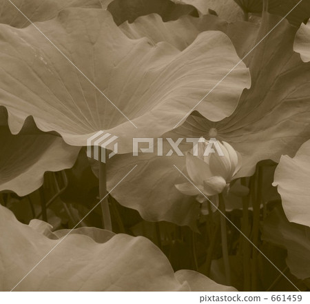 蓮花沒有沾滿泥水 661459