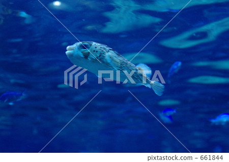 豪豬魚 661844