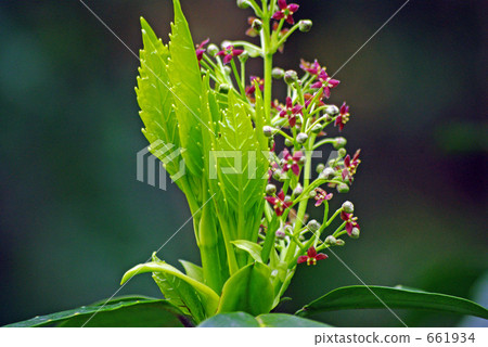 Aoki flowers and young leaves 661934