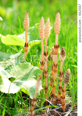 在早春的雪 662087