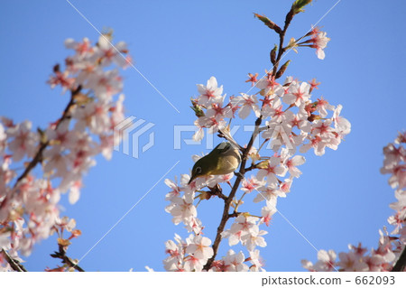 Acrobatic squirrel and Tamanose Sakura ~ 2 662093
