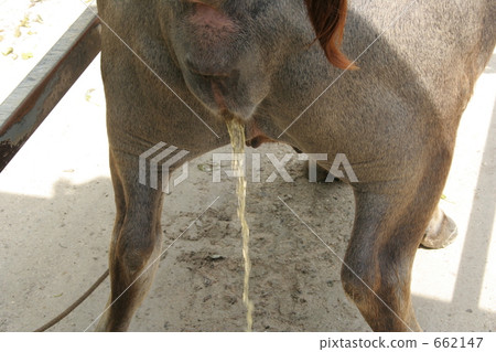 Water buffalo is going out 662147