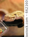 bearded dragon, lizard, a lizard 662160