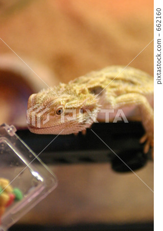 bearded dragon, lizard, a lizard 662160