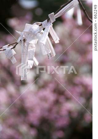 Omikuji tied to a branch 662249