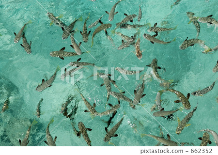 Horde of Bora 343 662352