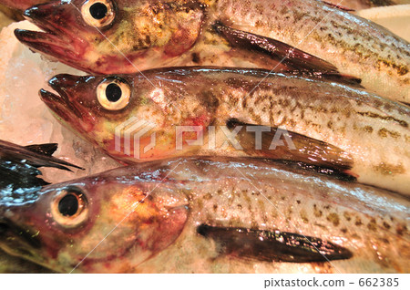 調解塔拉 調解塔拉 662385