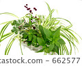 foliage plant, spider plant, botanic 662577