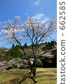 yoshino cherry tree, cherry blossom, cherry tree 662585
