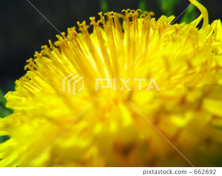 陽光蒲公英 662692