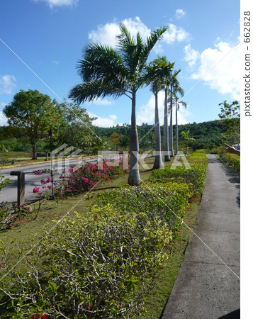 coconut palm, Side Walk, footway 662828