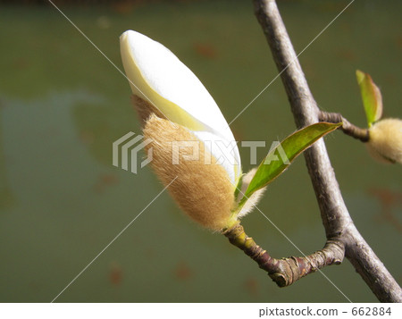 Pond and pollen Pond and pollen 662884