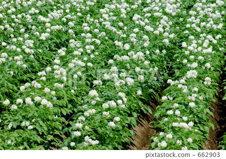 一盆花 花朵 花 662903