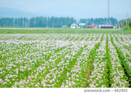 potaflower, bloom, flower 662905