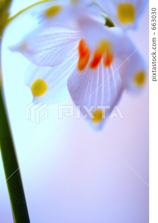 漂亮的Suzuran Narcissus 663030