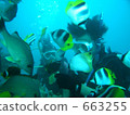 Diving at Guam 663255