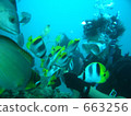 Diving at Guam 663256