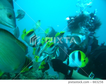 Diving at Guam 663256