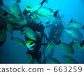 Diving at Guam 663259