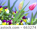tulipa, flower, flowers 663274