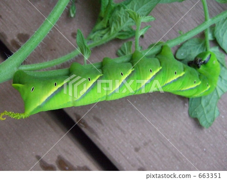cabbageworm, larva 663351