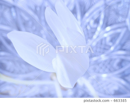 秋水仙 花朵 花 663385