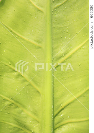 葉脈 綠色 葉 663386