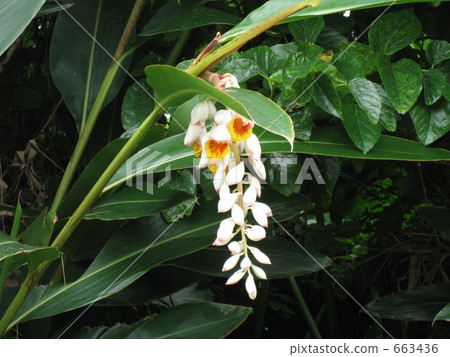 Moon peach blossom Moon peach blossom 663436