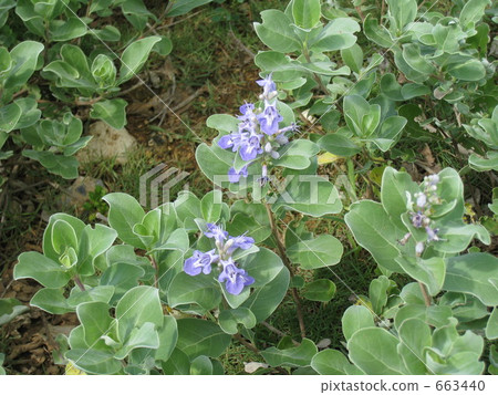 Blue flowers in Okinawa 663440
