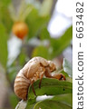 Cicadian shell 663482