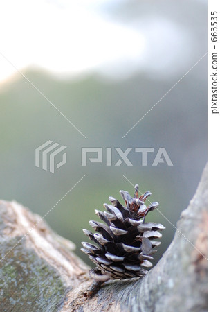 Pinecone 663535