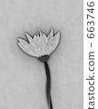 bloom, blossom, blossoms 663746