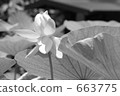 Lotus 663775