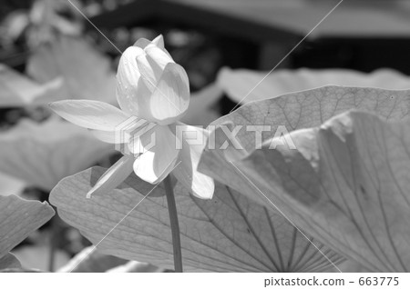 Lotus Lotus 663775