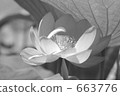 lotus, black and white, monochrome 663776