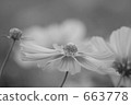Cosmos 663778